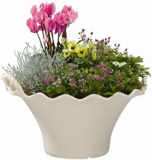 ȭ �ץ�󥿡� �������å� ������� �֡����ݥå� 25�� �����ܥ꡼ 5�ĥ��å� ������880���ܽ����͹񡦶彣�϶����