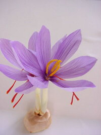 【どこでも咲く球根】秋を彩るサフラン5球入り10〜11月咲き植えてすぐに花が楽しめる!土なし水なしでも咲きます。古来より香辛料に使用されてきました。