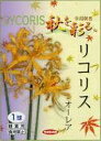 本州・四国・九州地区限定：送料無料 ・・リコリス オーレア 美しい黄花特大球 6球セット 秋を彩るひがんばな草丈：60〜70cm入荷いたしました このほかに5種類販売中 ・・