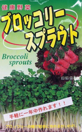 【種】【お徳用！ブロッコリースプラウト　20ml】ご家庭で手軽にヘルシー野菜！