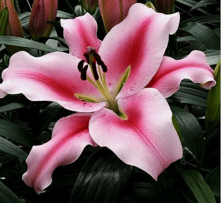 送料無料　オリエンタル百合OTフロンティラ（桃/赤スジ）大球　3球セット￥2480送料無料：本州・四国・..