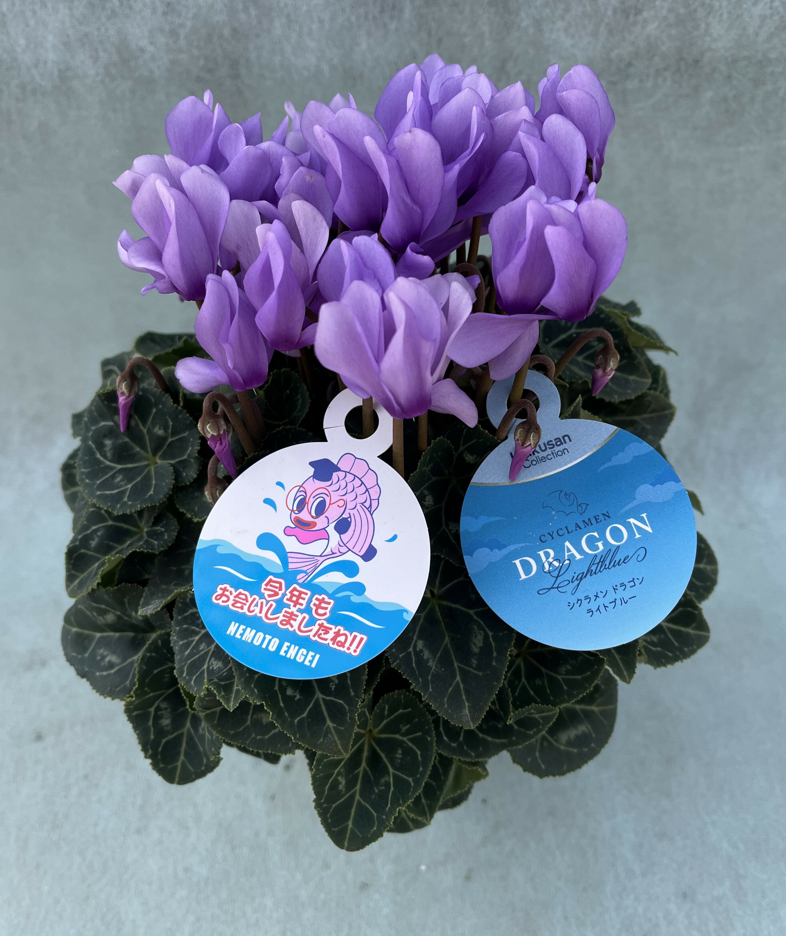 シクラメン ドラゴン 4号鉢3色組み合わせ 6鉢セットドラゴンライトブルー イリュージア ピンクラテドラゴンディープブルー神秘のきらめく新時代のシクラメン