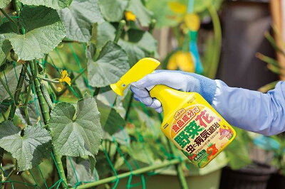 トマト ミニトマトがかかる病気の症状 対策 予防とは 栽培の注意点を解説 暮らし の トマト ミニトマトがかかる病気の症状 対策 予防とは 栽培の注意点を解説 暮らし の