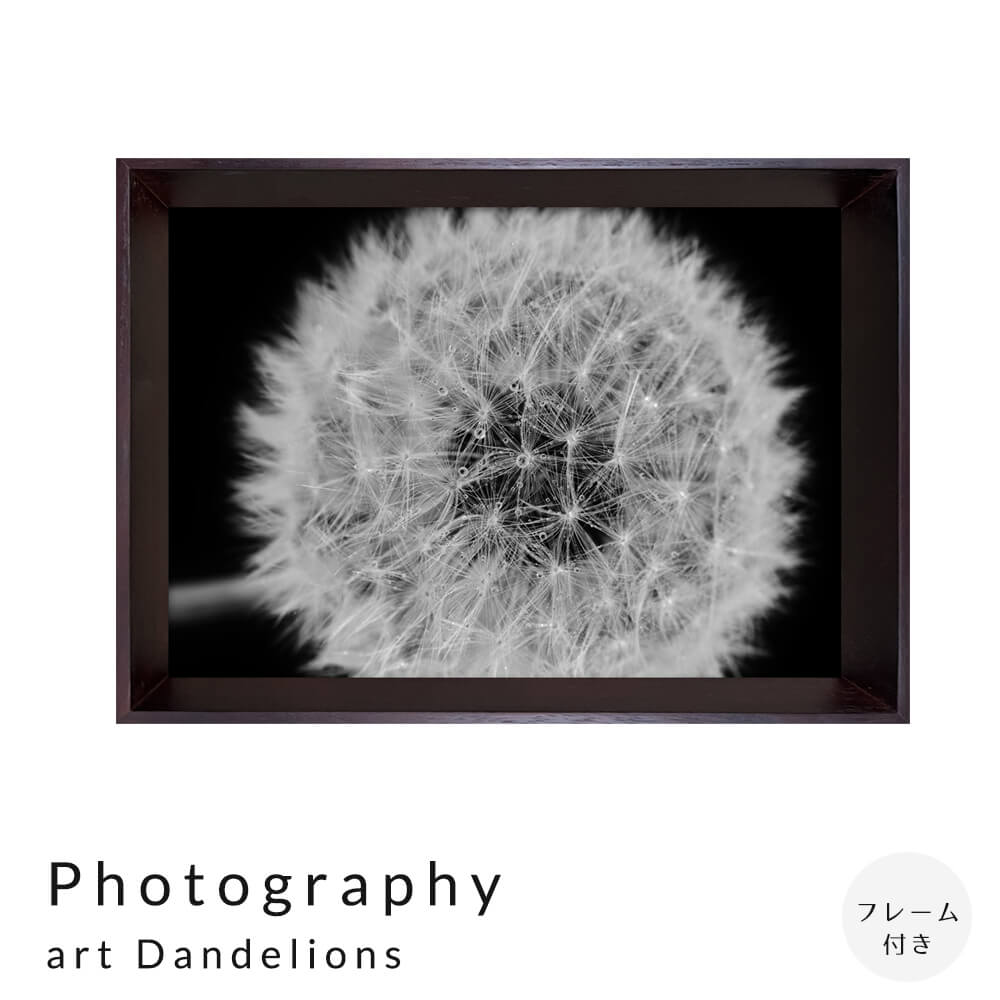 Photography@art@Dandelions@A[g|X^[it[tj@A[g|X^[@|X^[@t[@|X^[t[@t[t@CeA@