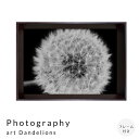 【お買い物マラソン★ポイント10倍】 Photography art Dandelions アートポスター(フレーム付き) アートポスター ポスター フレーム ...