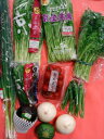 御中元 旬の京野菜と京都府産野菜のお試しセット
