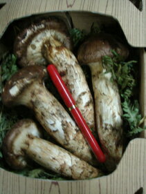 【送料無料！】国産松茸、京都中央卸売市場中西青果仲卸直送だから安心！店主厳選国産特等松茸つぼみ、中開き、開きなど無選別約400g3本から12本入【日本全国から選りすぐり！ 北海道、岩手県、長野県、和歌山県、山口県、滋賀県、兵庫県、他の国産地も含む】秋の味覚　鍋のサムネイル