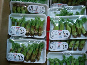 たらの芽滋賀県産1パック(50g)S8〜10本入のサムネイル