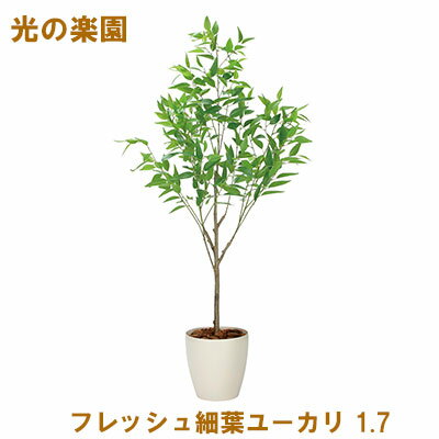 【ポイント5倍 期間限定】●光の楽園 (2329A500-47) フレッシュ細葉ユーカリ 1.7 送料無料 95089