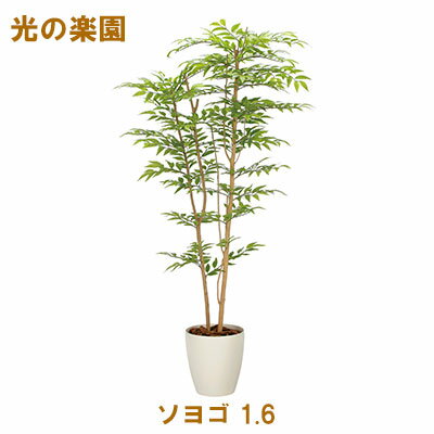 ●光の楽園 (2338A380-48) ソヨゴ 1.6 送料無料 95098