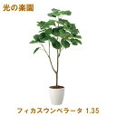 ●光の楽園 (2116A295-51) フィカスウンベラータ 1.35 送料無料 95101