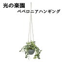 ● 光の楽園 (2581A50) ペペロニア ハンギング 造花 人工 観葉植物 フェイクグリーン光触媒 送料無料 94303
