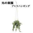 ● 光の楽園 (2517A570) プミラ ハンギング 造花 人工 観葉植物 フェイクグリーン光触媒 送料無料 94304