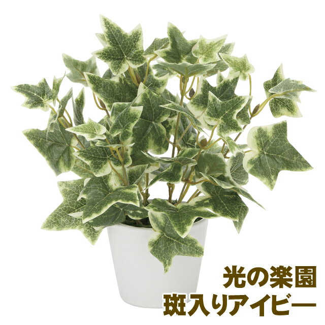 ●光の楽園 (834K30-65) 斑入りアイビ- 送料無料 93910