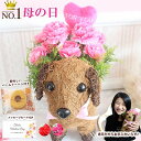 ●フラワー アレンジメント バームクーヘン付き ダックスフンド 柴犬 くま わんちゃん ベアー Bear カーネーション バラ ローズ ラベンダー ビオラ ヒマワリ ひまわり プレゼント 母の日 [2016-m01] 送料無料 93962