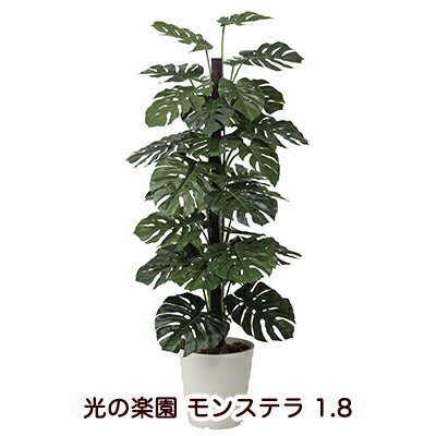 Other - 【ポイント3倍 5/9 20時から】●光の楽園 (403G450-52) モンステラ 1.8 送料無料 94140
