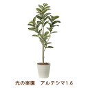 【ポイント5倍 期間限定】●光の楽園 (2219A280-28) アルテシマ 1.6 送料無料 99461