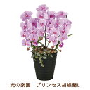 ●光の楽園 (2265K60-80) プリンセス 胡蝶蘭 L 送料無料 99519