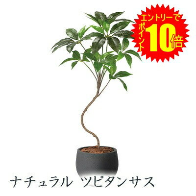 【 ポイント10倍 期間限定 要エントリー】 ● ナチュラル ツピタンサス (2409a190) 造花 人工 観葉植物 フェイクグリーン 送料無料 94266