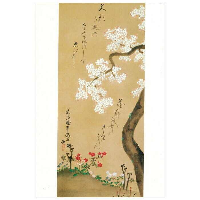 【DM便可】 絵はがき　尾形乾山 〈桜に春草図〉