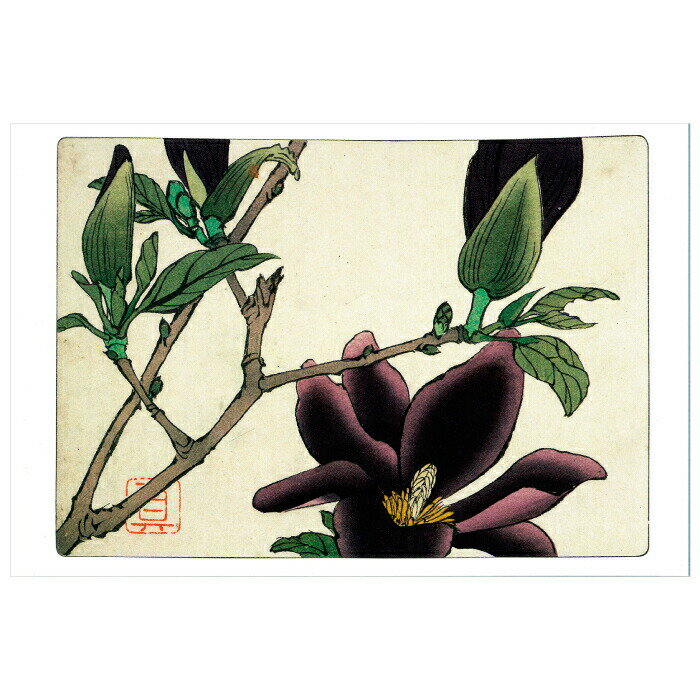 絵はがき〈対柳居画譜 木蓮〉柴田是真 TB-058