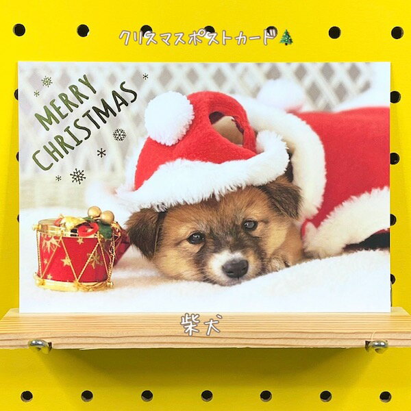 クリスマスポストカード・柴犬