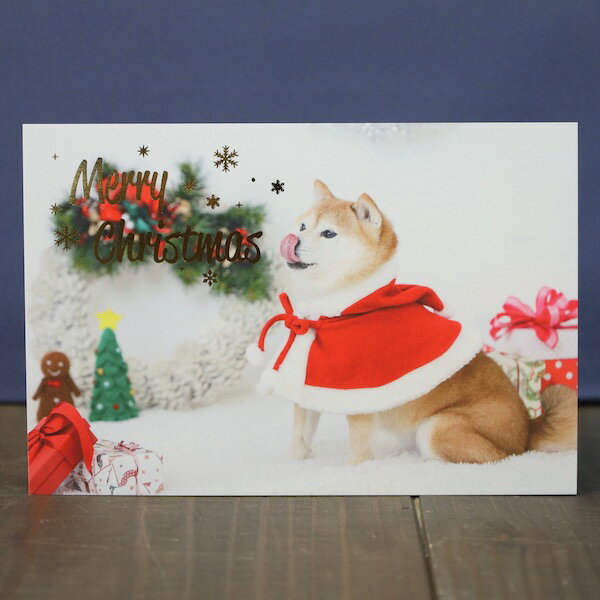 クリスマスポストカード・柴犬