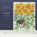ANAN.xkyotobunguya〈オリジナルデザイン〉ポストカード・ひまわり畑で探検(8月)シュナウザー,schnauzer,髭犬,ひまわり,Flower,...