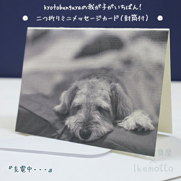 kyotobunguya椬ҤФ꡼ޤߥ˥åɡս桦ʥschnauzer...