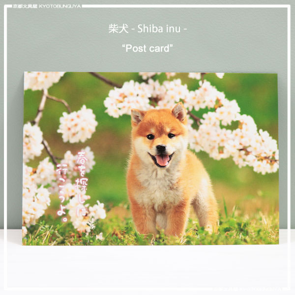 春の優しい景色を柴犬とともにお届けします柴犬ポストカード春を探しに行こうよのサムネイル