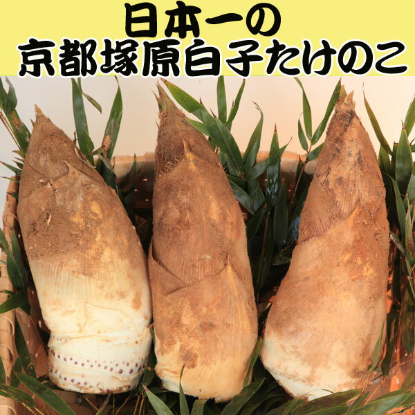 今が旬の味覚日本一の朝掘り当日出荷【今が旬】平成26年5月朝堀り　白子たけのこ筍2kg（優品)　京都・大枝塚原産　【タケノコ】【竹の子】【洛西】【京料理】【精進料理】【高級ブランド】【春の味覚】【贈り物】【クール便】