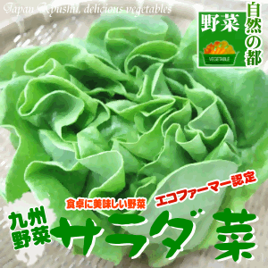 【野菜 九州】福岡産サラダ菜柔らかい食感の美味しい九州野菜【バターヘッド】【野菜 九州】【生野菜】..