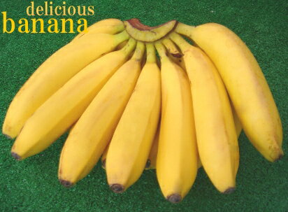 農薬不使用のこだわりバナナ1房甘さが違う！食感が違う！そのまま食べても良し♪バナナシェイクにも♪