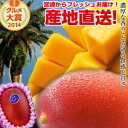 【送料無料】宮崎完熟マンゴー大玉1玉宮崎からお届けする南国の香り・とろける美味しさがいっぱいの完熟マンゴー地元宮崎だからこそできる鮮度&激安でお届け致します【宮...