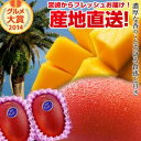 【送料無料】宮崎完熟マンゴー大玉2玉宮崎からお届けする南国の香り・とろける美味しさがいっぱいの完熟マンゴー地元宮崎だからこそできる鮮度&激安でお届け致します【宮...