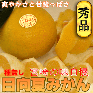 【今だけ激安】宮崎産種無し日向夏みかん11〜12玉入り【種無し】爽やかな香りとほんのり甘酸っぱい美味しさが特徴の宮崎を代表する柑橘の果実♪その中でも厳選された美味しさの種のない日向夏をお届け致します！宮崎より新鮮にお届け致します！のサムネイル