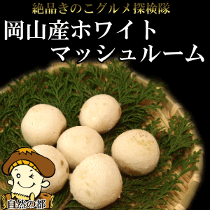 岡山県産ホワイトマッシュルーム8個別名セイヨウマツタケと言われヨーロッパを中心に愛されてきた代表のきのこ食感も…