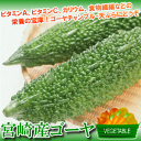 宮崎産ゴーヤーMサイズ(2本)|タマチャンショップ 野菜 南九州産 やさい お取り寄せ おとりよせ 九州野菜 国産 グルメ ギフト プレゼント 贈り物 喜ばれる お祝い 還暦祝い 父母 新鮮野菜 お土産 誕生日プレゼント 長寿祝い 退職祝い 健康 国内産 日本産