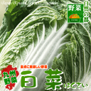 【野菜 九州】九州産白菜（はくさい）これからの鍋シーズンに大活躍の九州の大地で育った元気な白菜を新鮮出荷！|南九州産 やさい お取り寄せ おとりよせ 九州野菜 国産 ギフト 贈り物 喜ばれる お祝い 還暦祝い 父母 新鮮野菜 野菜 やさい お取り寄せグルメ 食品