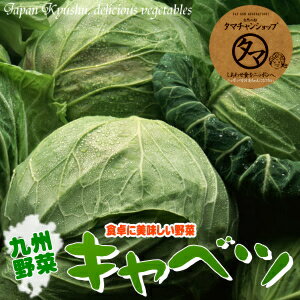 【野菜/九州】九州産キャベツ（1玉）シャキッと旨い九州自慢の元気野菜！九州から新鮮・激安特価でお届け致します！【国産野菜】【新鮮生やさいきゃべつ】Japan vegetables cabbage|南九州産 お取り寄せ 九州野菜 ギフト 贈り物 お土産 プレゼント 健康