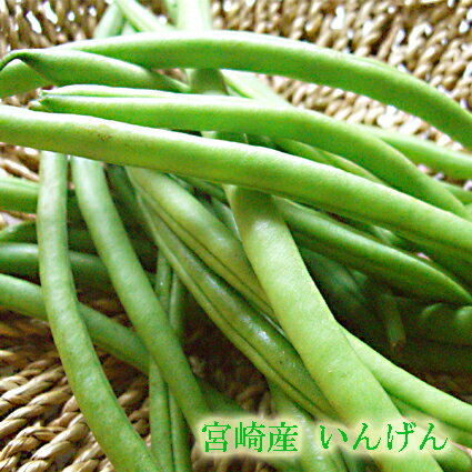 【九州産 新鮮野菜】直送！いんげん(インゲン)|タマチャンショップ 南九州産 やさい お取り寄せ おとりよせ 九州野菜 国産 産直 産地直送 グルメ ギフト プレゼント 贈り物 喜ばれる お祝い 還暦祝い 父母 お土産 誕生日プレゼント 長寿祝い 退職祝い 健康 国内産