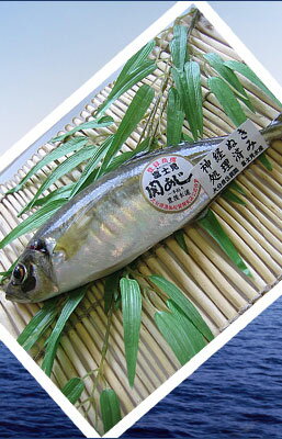 根付きアジ 6 13 ごはんジャパン は駿河湾の根付きアジ 京都のお墨付き 根付きアジ 6 13 ごはんジャパン は駿河湾の根付きアジ 京都のお墨付き