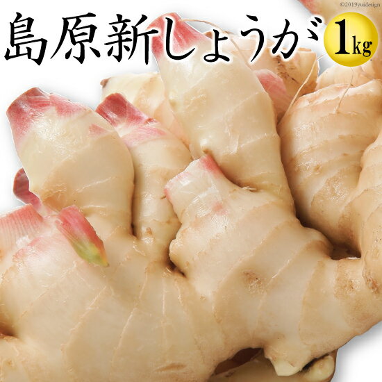 長崎県産 新しょうが 1kg 令和3年産【 新生姜 ショウガ 】【 送料無料 】 長崎のサムネイル