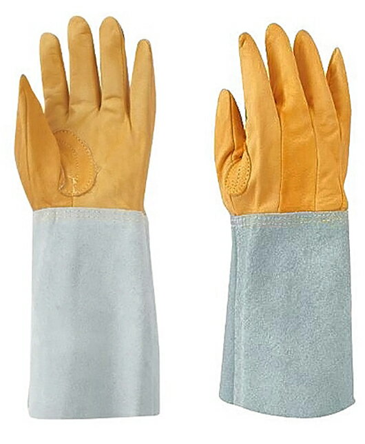 ���¥����ݥ졼����� ������ ɽ��5�ܻ� W-115 461 �ե꡼ 12���ȡ������ѳ׼���