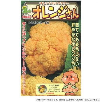 寒さに強いオレンジ色のドーム型カリフラワー!草姿は立性で耐寒性が強く、根張りもよく栽培しやすい。オレンジ色の花蕾で、美しいドーム型に仕上がる。12〜2月どり中心の中生種。適期播きで定植後110日程度で収穫期に達する。花蕾重は400〜600gと豊産種である。花蕾は茹でても変色せず、鮮やかなオレンジ色で食味も大変よい。お酢との相性が良く栄養も豊富です。【注意事項】※種子は播種後の栽培条件、天候事情により、その結果が異なる場合がございます。万が一、結果不良でも保証はできかねます。※一部地域(郡部・山間部等)は時間帯指定不可となります。サイズ個装サイズ：30×20×20cm重量個装重量：100g仕様内容量:1000粒生産国チリfk094igrjs