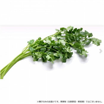 小林種苗 パクチー種子 パクちゃん　5382　1L