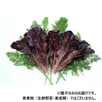 小林種苗 レタス種子 ファラオ　7229　1dl