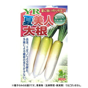 暑さに強く作りやすい!美しい大根耐暑性がとりわけ高く、黒芯、赤芯などの生理障害の発症の少ない総太り種になります。根長は38cm、根径7.5cm。尻詰まりが極めて良好で、そろいも抜群。首部の青色はやや薄く、その名前のとおり、肌のキメ、ツヤともに美しく、横シマの発生は少ない。高温や干ばつによる短根化、多雨による細根の発生が少ない。ウイルス病、萎黄病、軟腐病、黒腐病に強く、安定栽培が期待できます。※種子は播種後の栽培条件、天候事情により、その結果が異なる場合がございます。万が一、結果不良でも保証はできかねます。【栽培のポイント】・晩抽性は低いので、冷涼地での極端な早蒔きは抽台の原因となるので注意を必要とする。・栽植密度は、畝幅120cm、株間22cm〜25cm、2条蒔きで一穴に3〜4粒播種。本葉5〜6枚までに生育不良株を間引きし、一本立ちにする。・なるべく前作には大根を栽培していない圃場を選定するようにしてください。・過度な施肥は行わないようにし、リン酸、ケイ酸を中心とした圃場作りをしてください。ただし、窒素肥料は収穫時期まで切らさないようにしてください。窒素切れは肌の老化を早め、虫害を受けやすいのと、中肉の変色、ス入りの原因にもなります。・畦は幅のある高畦栽培とします。土中の酸素の供給が良くなり、長雨、多雨などでも生育がスムーズに行われます。・過度な密植は行わないでください。収穫遅れの原因と不揃い、そして軟腐病やその他の病気の発生を助長します。※一部地域(郡部・山間部等)は時間帯指定不可となります。サイズ個装サイズ：20×20×15cm重量個装重量：200g生産国日本fk094igrjs