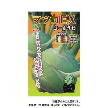 3kgにまで太っても柔らかいジャンボコールラビ!定植後60日位から収穫でき球重500g程度、90日で3kgまで太る。収穫物は球形で、スが入りにくく、ナシのように甘く美味しい。裂球も遅く、収穫期間も非常に長い。球の皮を剥いて、生食、炒めもの、スープ、煮物、漬物などに◎※種子は播種後の栽培条件、天候事情により、その結果が異なる場合がございます。万が一、結果不良でも保証はできかねます。【栽培のポイント】・施肥量は、元肥でN成分量15kg程度。・定植1週間後と2週間後を目安に5kgずつ中耕を兼ねて追肥を行う。・定植は株間30cm2条植えとする。※一部地域(郡部・山間部等)は時間帯指定不可となります。サイズ個装サイズ：30×20×20cm重量個装重量：100g仕様内容量:1000粒生産国イタリアfk094igrjs