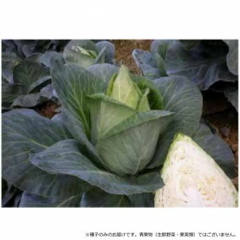 小林種苗 キャベツ種子 キャンディーグリーン　4987　1500粒